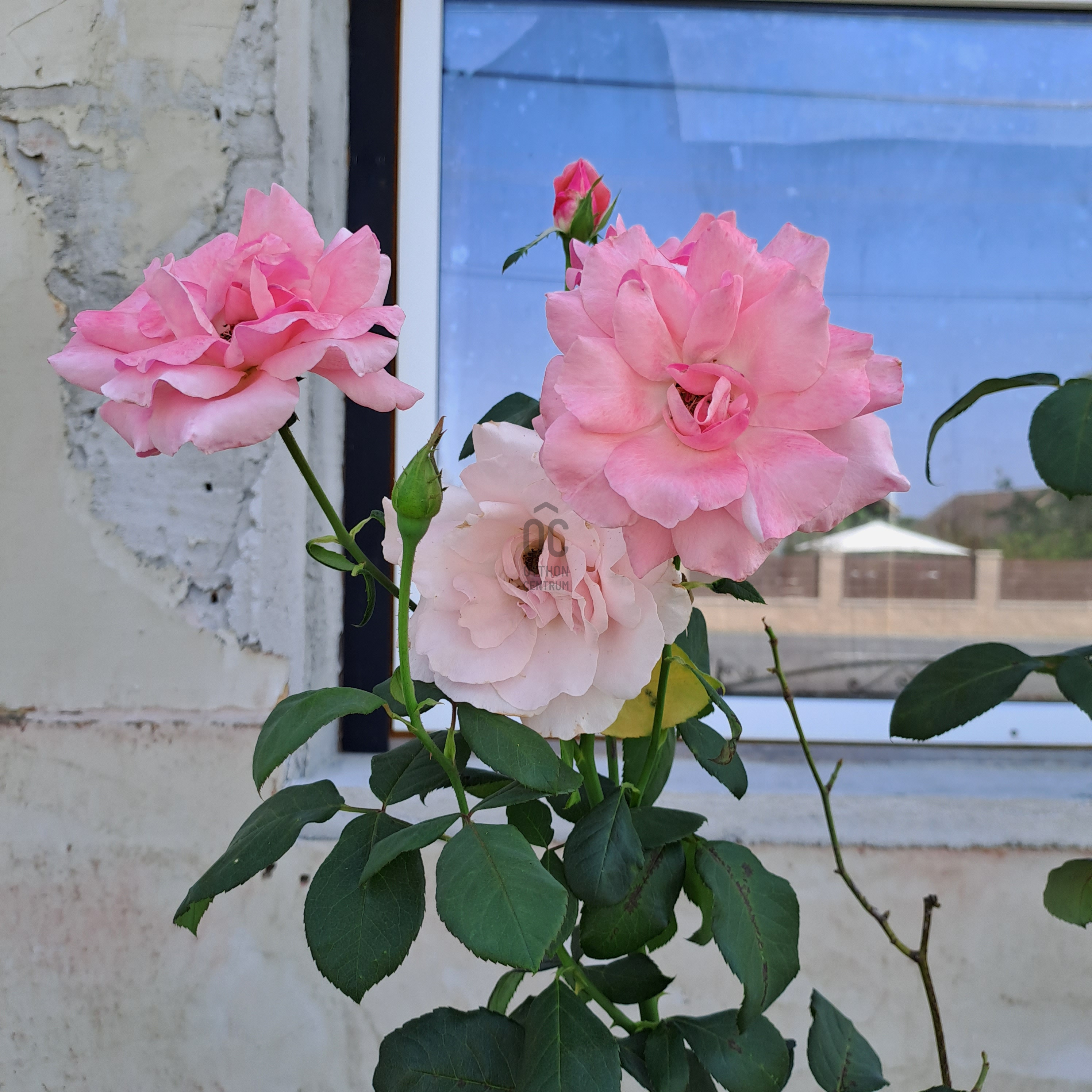 Gallery zoom image
