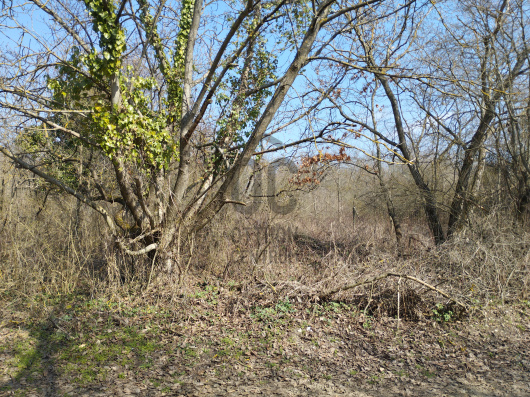 Index image